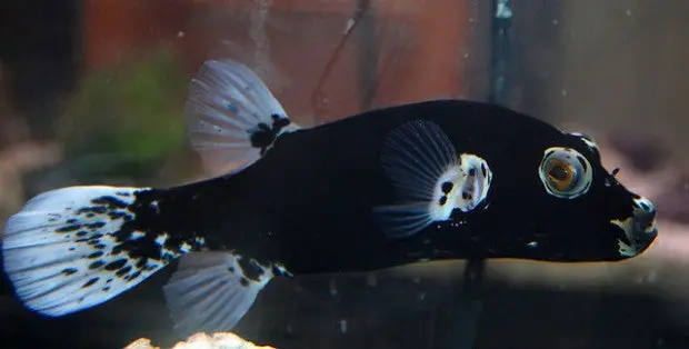 Black (Dalmation) Dog Face Puffer (4-5") 1