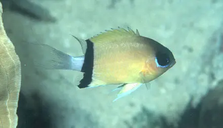 Black Bar Chromis 1