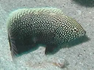 Black Leopard Wrasse 1