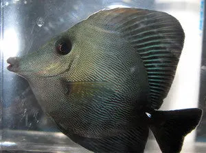 Black Scopas Tang-3-4" 1