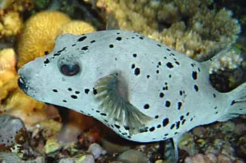 Black Spotted Puffer-Show Size! 1