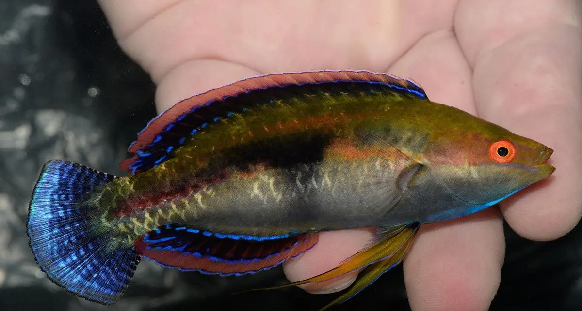 Black Fin Fairy Wrasse - Cirrhilabrus Melanomarginatus-Male 1