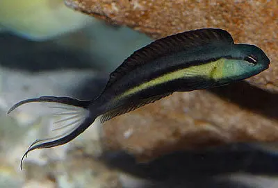 Bundoon Blenny (Meiacanthus Bundoon) 1