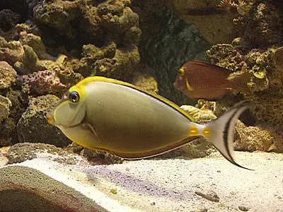 Blonde Naso Tang (3-4") 1
