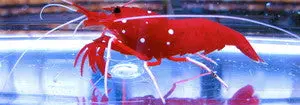 Blood Shrimp (With Additional $50 Purchase) 1