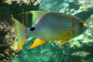 Blue And Gold (Hi-Fin) Snapper-7-8" 1
