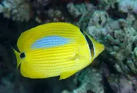Blueblotch Butterflyfish-Chaetodon Plebeius (3-4") 1