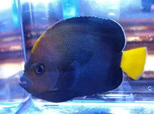 Blue Spotted Angel | Chaetodontoplus Caeruleopunctatus (5") 1