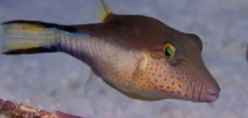 Blue Dot Puffer 1