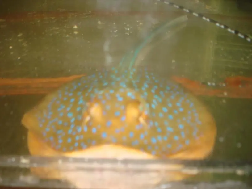 Blue Spotted Stingray -(6-8" Disk) 1
