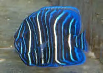 Blue Face Angel-Juv (2-3") 1