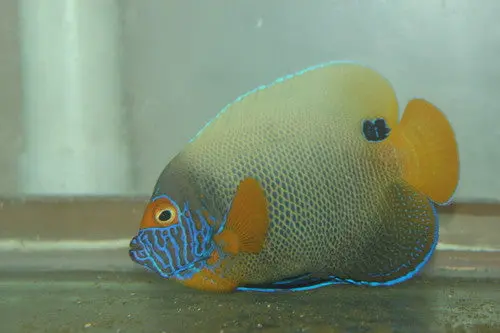 Blue Face Angel-(3" Adult) 1