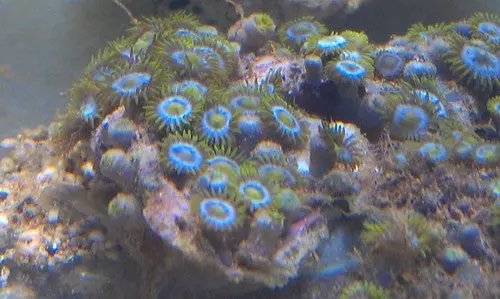 Blue/Green Zoos (2" Piece, 20+ Polyps) 1