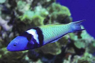 Blue Headed Wrasse 1