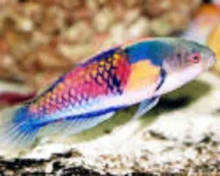 Blue Headed Fairy Wrasse 1