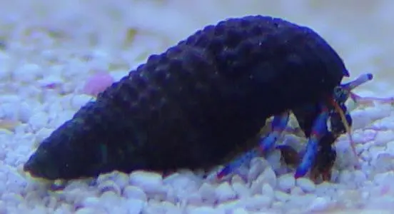 Mexican Red Leg Hermit Crabs | Clibanarius Digueti 1