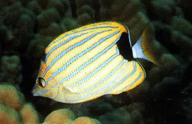 Blue Striped Butterfly 1
