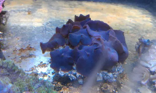 Blue Mushroom Colony 1