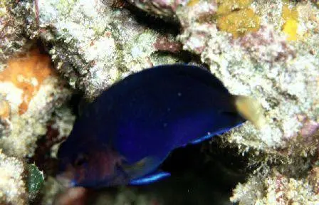 Blue Pygmy Angelfish 1