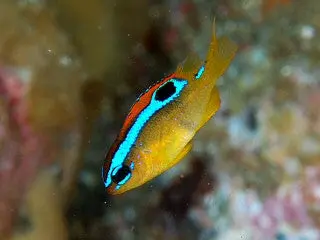 Blue Ribbon Damsel 1