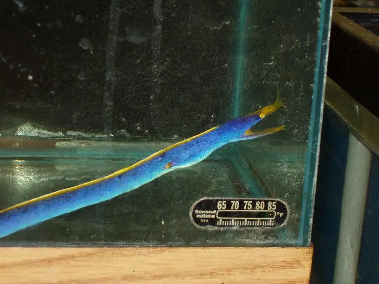 Blue Ribbon Eel 1