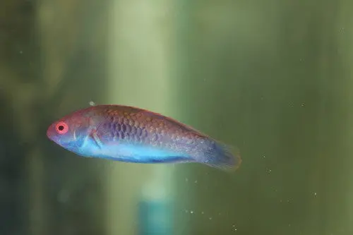 Blue Sided Fairy Wrasse 1