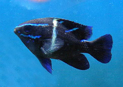 Blue Velvet Damsel 1
