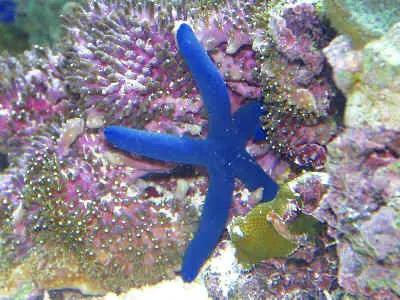 Blue Linkia Starfish-Jumbo (8") 1