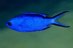 Blue Reef Chromis 1-2” 1