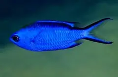 Group Of 6 Blue Reef Chromis-2-3” 1