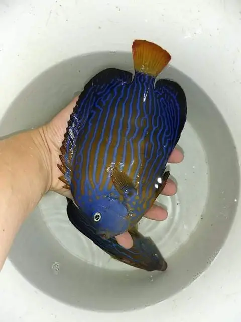 Blue Line Angel (Blue Face) | Chaetodontoplus Septentrionalis (6") 1