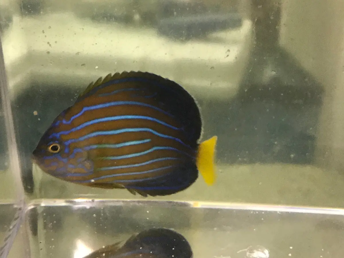 Blue Line Angel |Chaetodontoplus Septentrionalis (Wild 2-3") 1