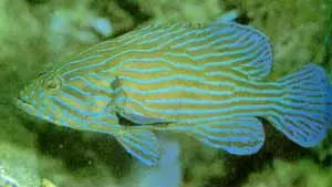 Blue Lined Grouper (12") 1