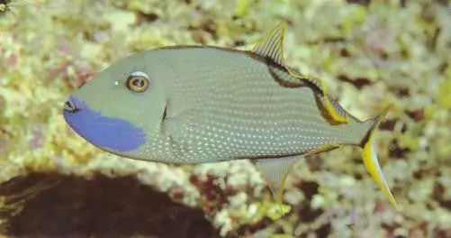 Hawaiian Blue-Throat Trigger (4" Male) 1