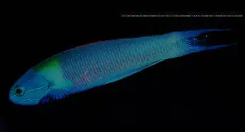 Bluntheaded Wrasse-6" 1