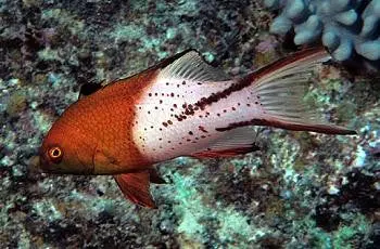 Lyretail Hogfish-4" 1