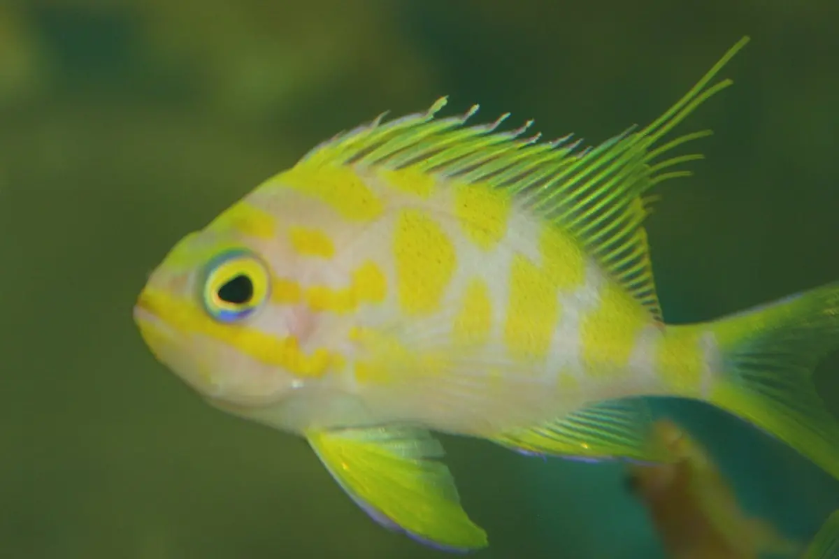 Borbonius Anthias | Odontanthias Borbonius | Blotchy Anthias 2" 1