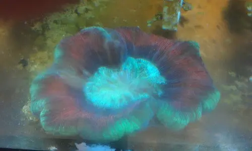 Brain Coral, Trachyphyllia 1
