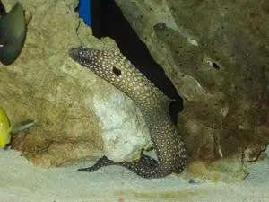 Brazillian Horned Moray Eel 1