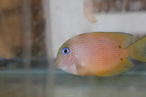 Striped Bristletooth Tang 1