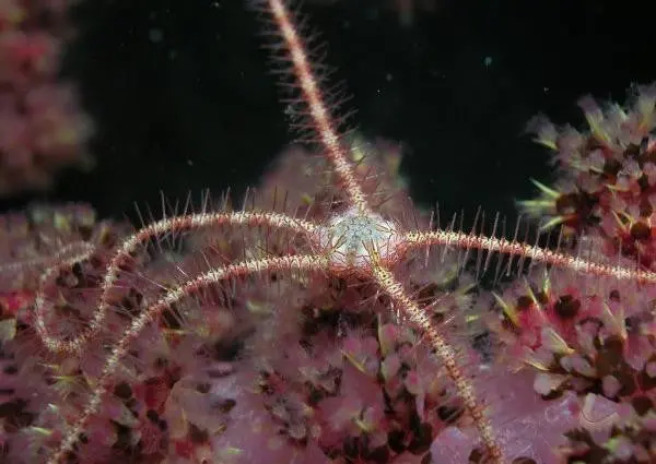 Brittle Starfish 1