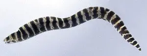 Banded Moray Eel 1