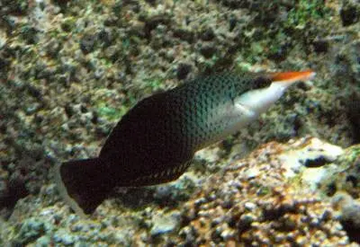 Brown Bird Wrasse 1