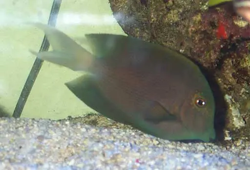 Dusky Surgeonfish 1