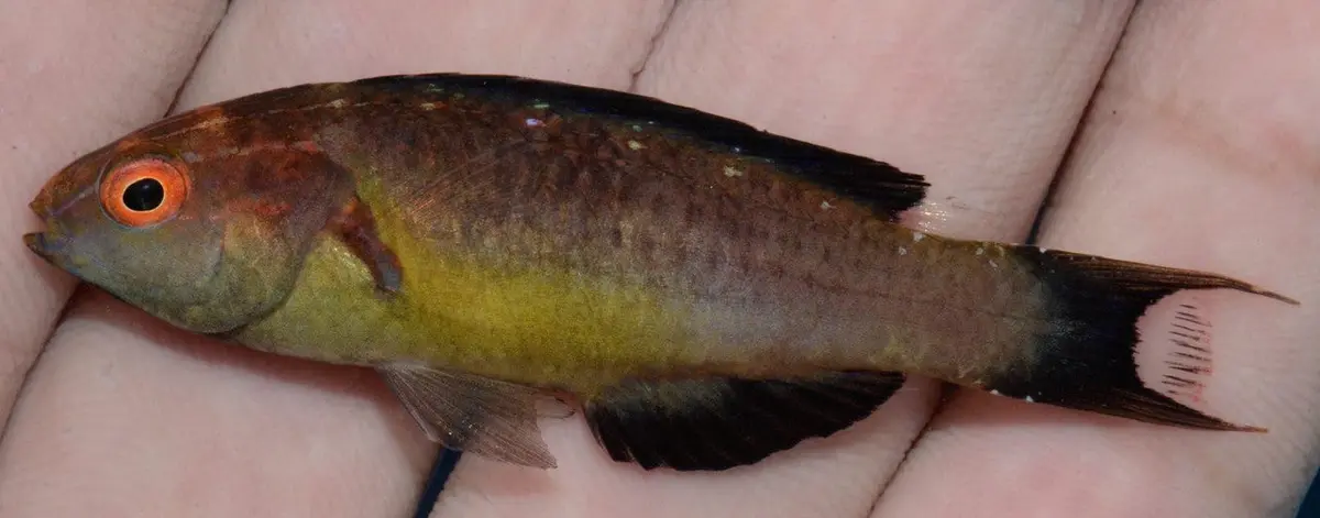 Brunneus Fairy Wrasse (Cirrhilabrus Brunneus) 1