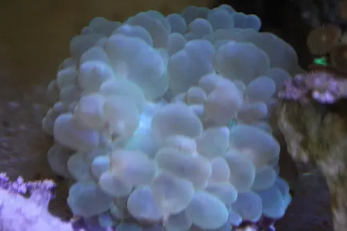 Green Bubble Coral (3"+)-Plerogyra Sinuosa 1