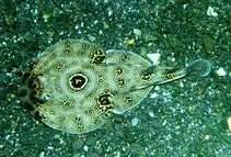 Bullseye Electric Ray 1