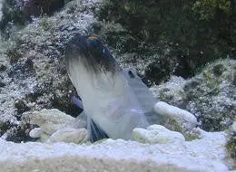 Bullseye Jawfish 1