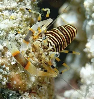 Bumble Bee Shrimp 1