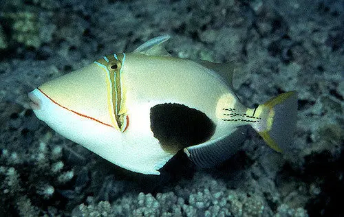 Bursa Triggerfish-3" 1